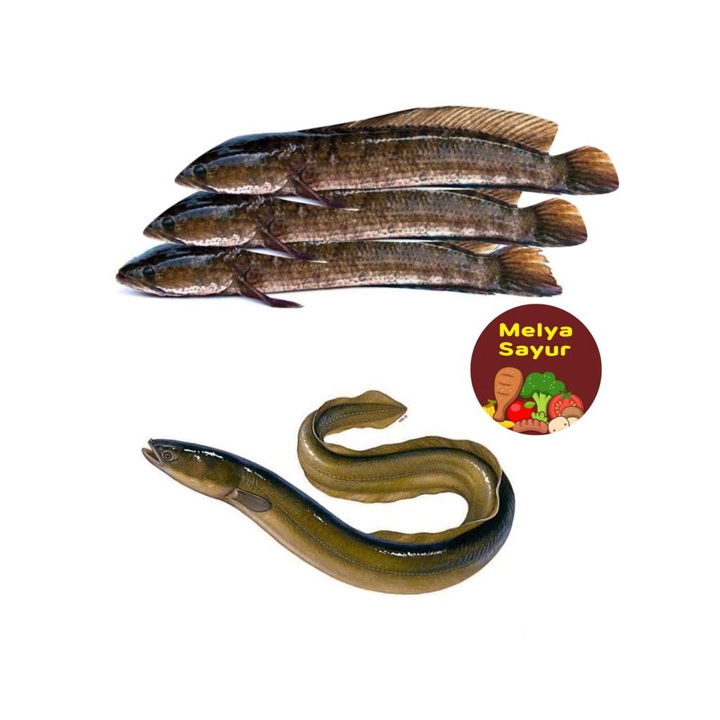 

ikan segar - Ikan gabus segar 500 gram / Belut segar 500 gr - melyasayur