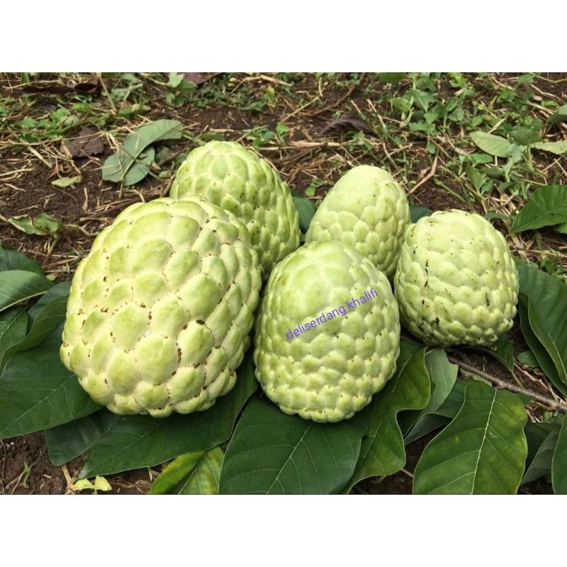 

BUAH NONA/BUAH SRIKAYA