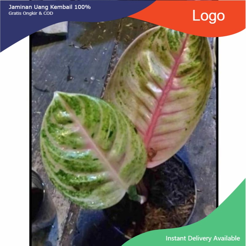 aglonema MOONLIGHT baby