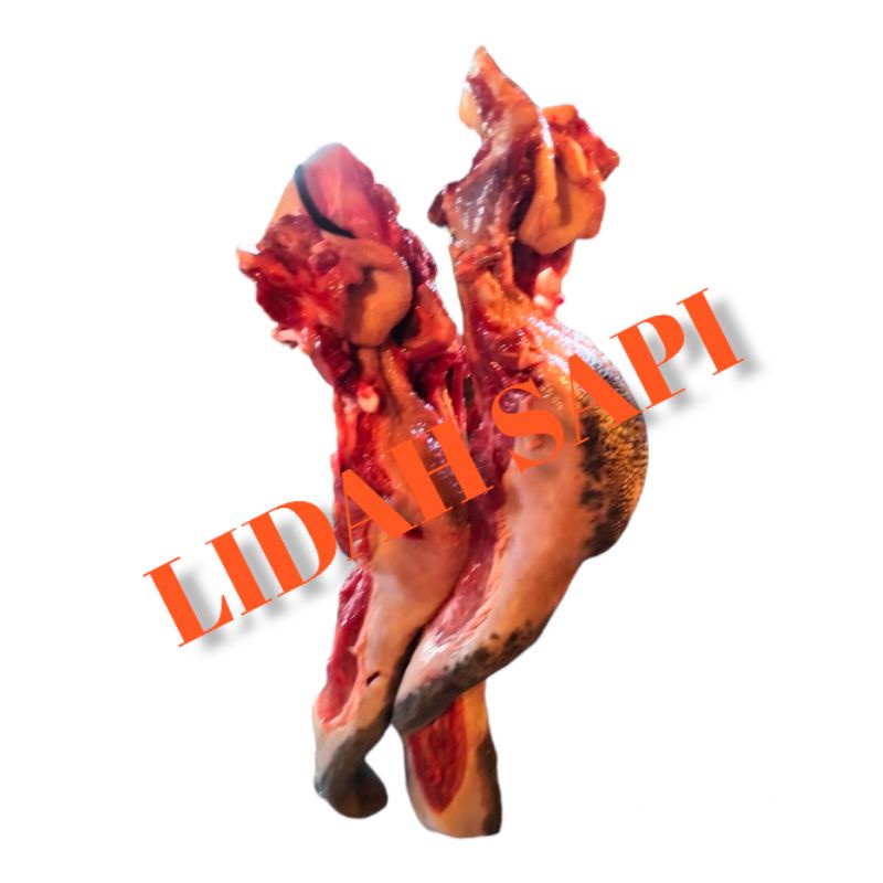 

LIDAH SAPI LOKAL SEGAR
