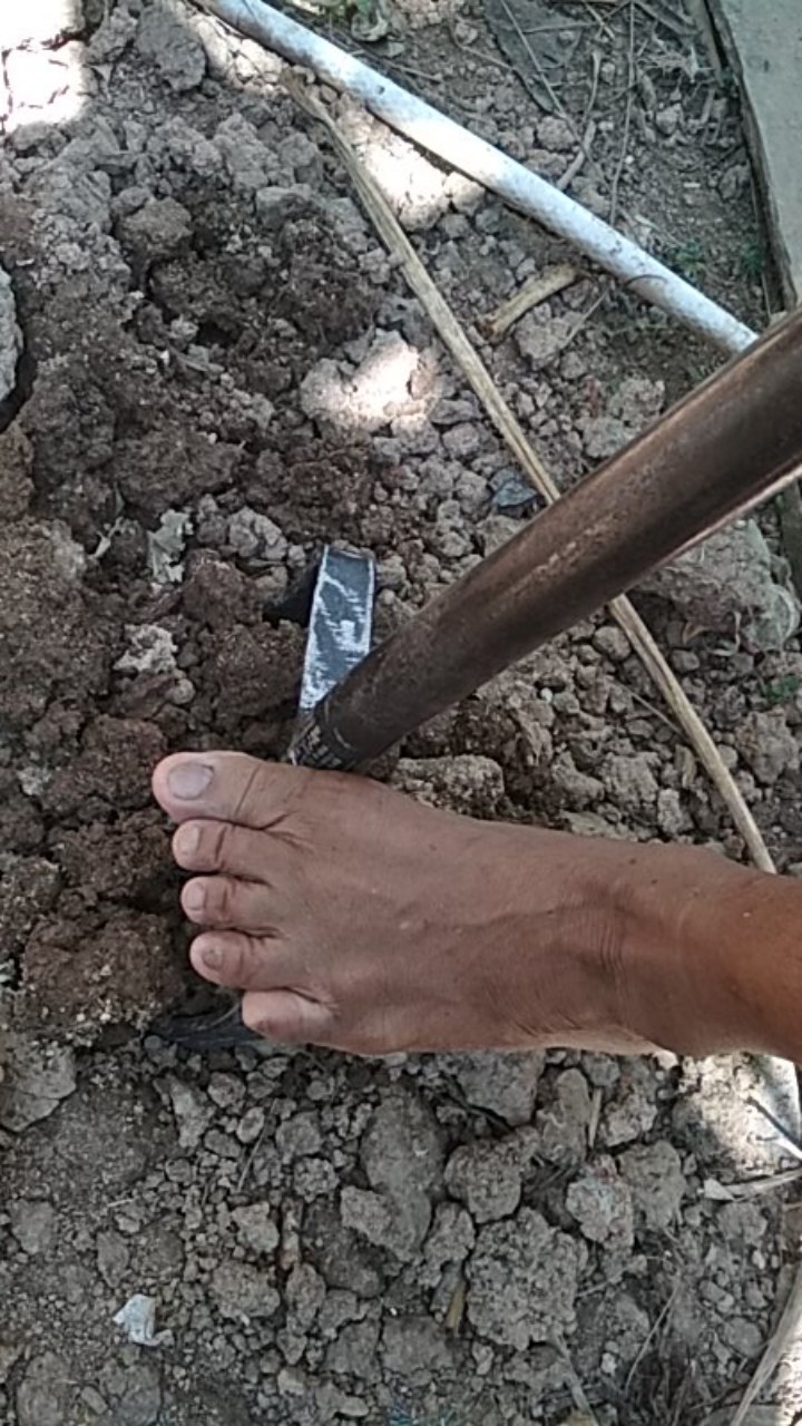 Garpu Tanah 3 Gigi Baja Super - Sendok Dodos Untuk Berkebun