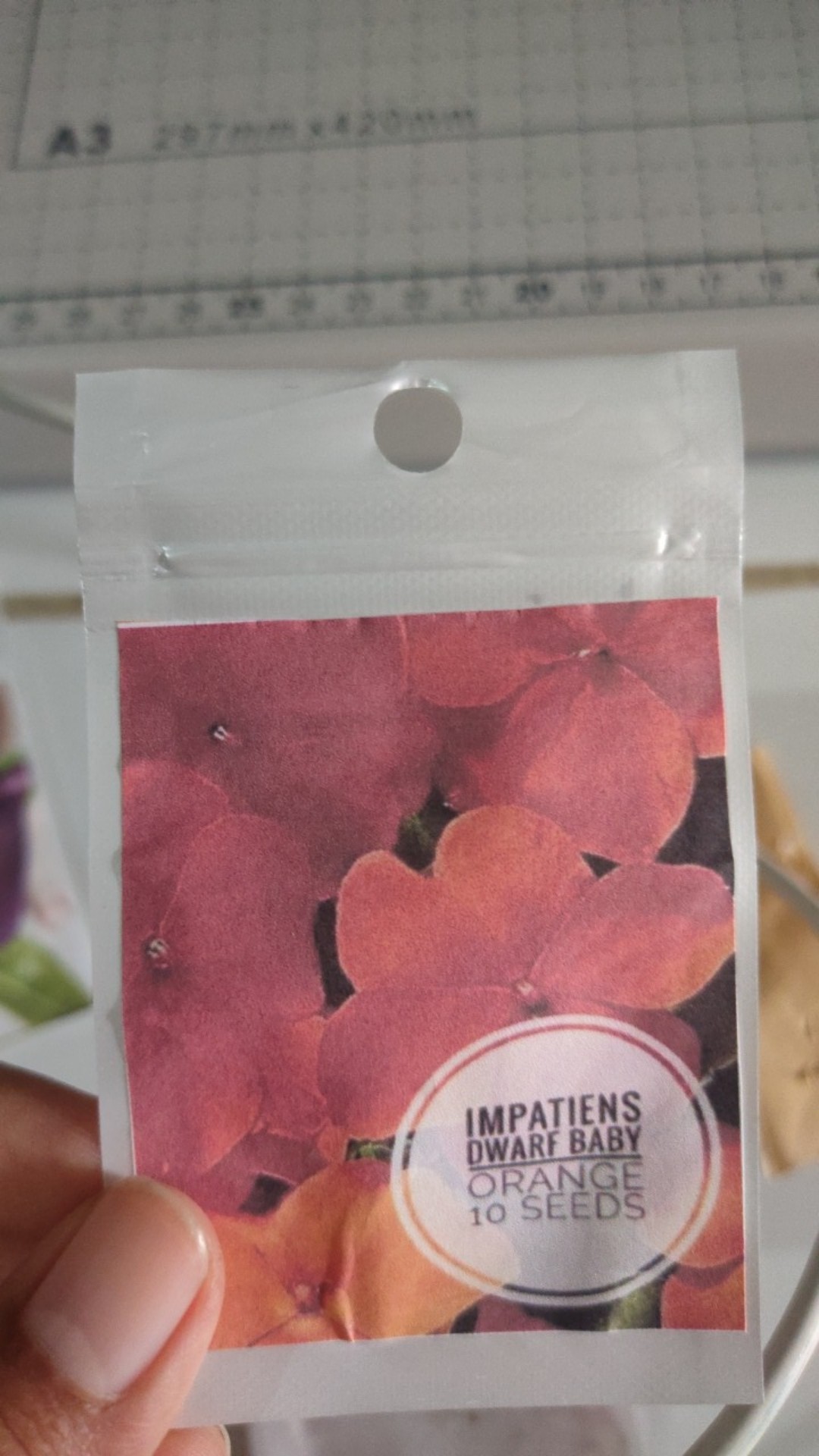 Impatiens Dwarf Baby Orange 10 Biji (benih Biji Bibit Tanaman Bunga)