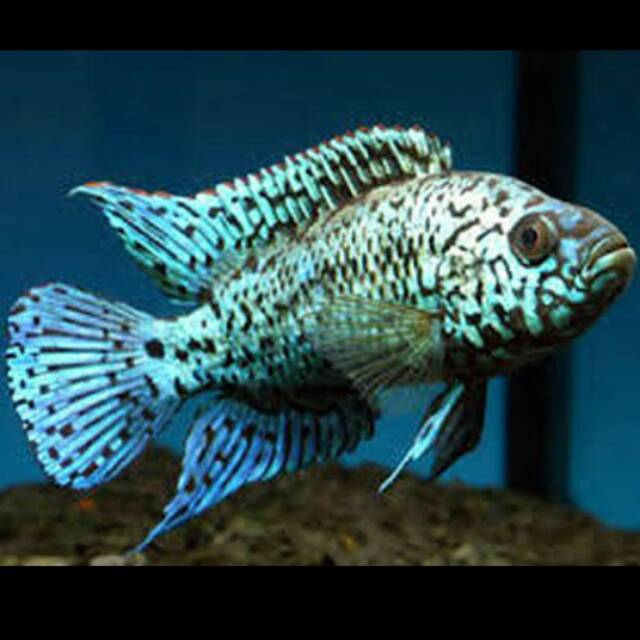 Jual Electric Blue Jack Dempsey Cichlid Tawar Indonesia Shopee Indonesia