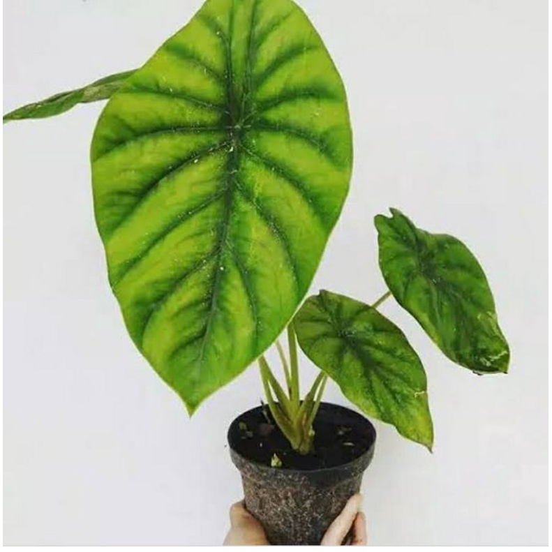 alokasia hijau tengkorak