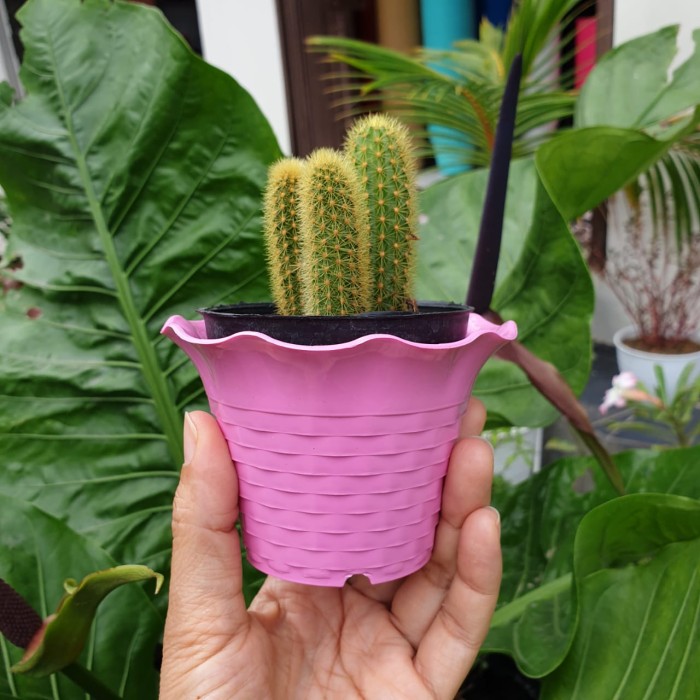 SUN FLOWER MDN 10cm WARNA WARNI Pot bunga Kecil Mini Pot Kaktus