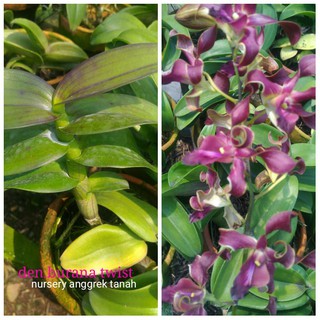 Anggrek Dendrobium Burana Twist Shopee Indonesia