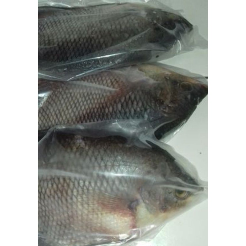 

IKAN SEGAR GURAME