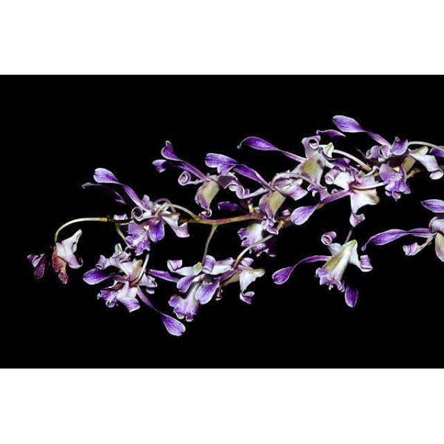 Dendrobium Lineale Blue Dewasa Siap Bunga Rumpun