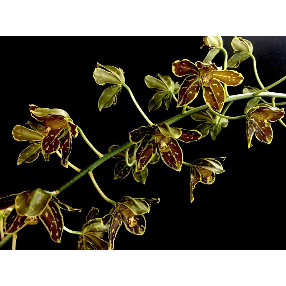 Seedling / Sedling Anggrek Grammatophyllum Scriptum Tiger Paw