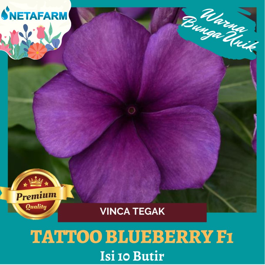 Benih BIji Bibit Bunga Vinca Tegak Tatto Blueberry F1 - 10 Butir