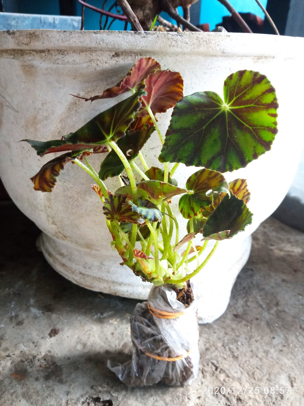 Begonia Kerang