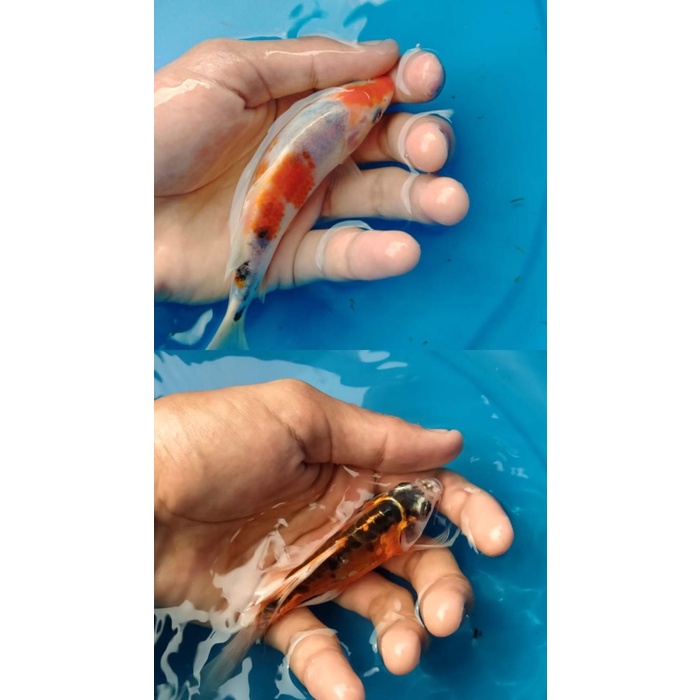 paket 2 ekor. 2 jenis ikan koi (sanke and Kabuto Oren)