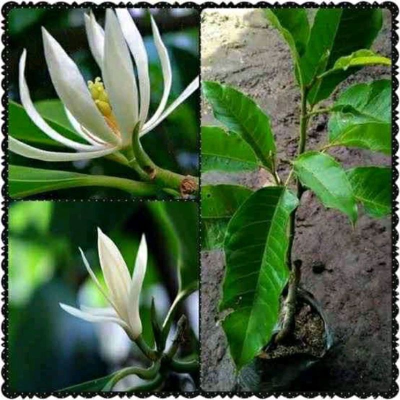 Bibit Bunga Kantil Putih Olkulasi Asli
