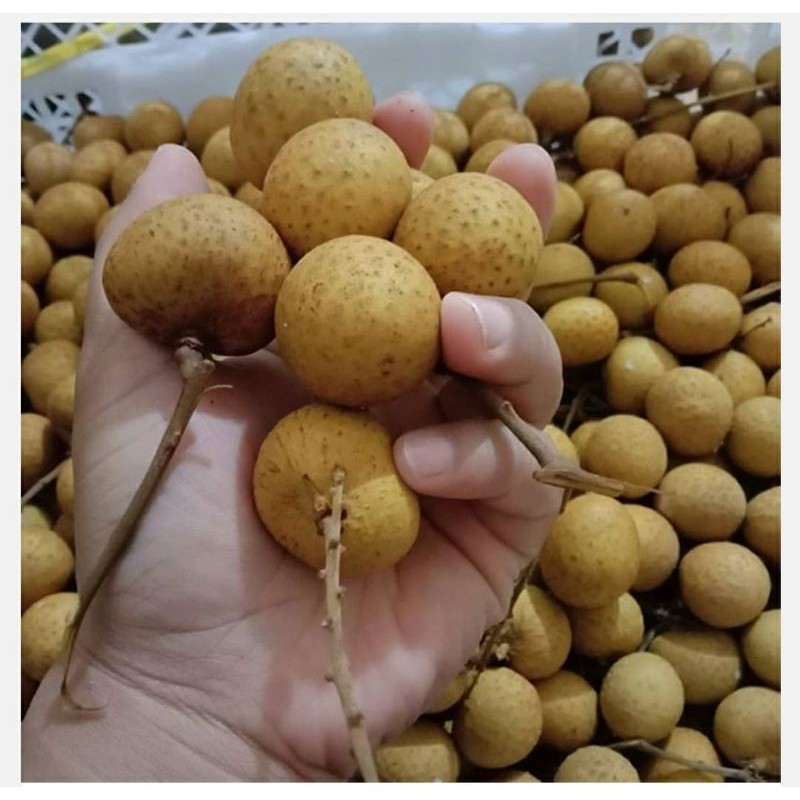 

Kelengkeng longan