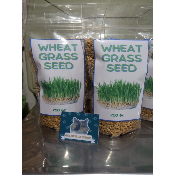 BIBIT RUMPUT GANDUM 250 GRAM WHEAT GRASS SEED