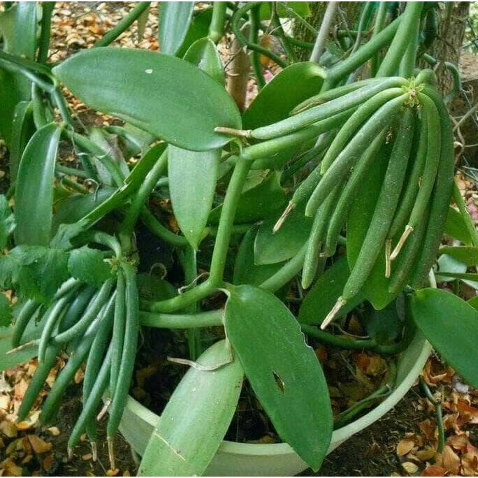 BIBIT TANAMAN VANILI/VANILA SUPER BIBIT TANAMAN