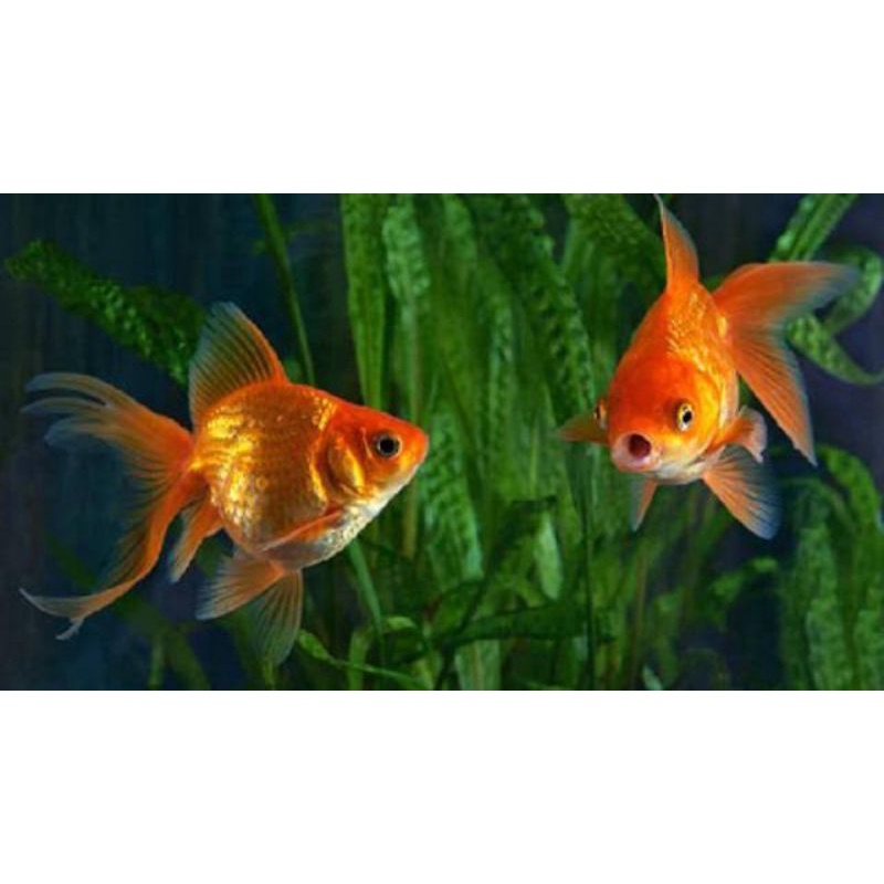 ikan hias koki Oranda