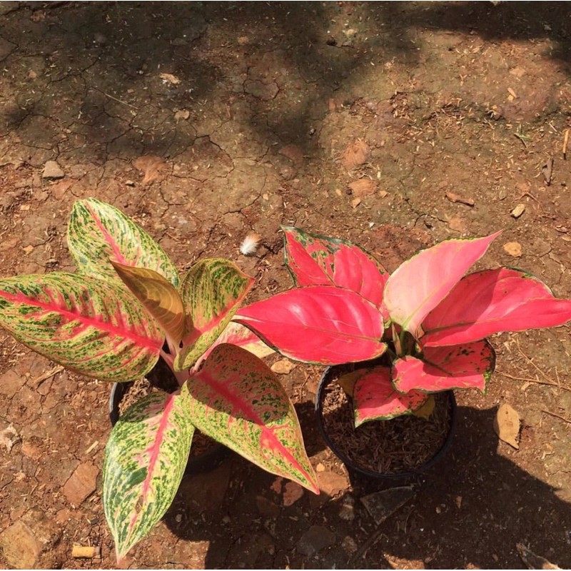 Paket 2 aglonema legacy+red anjamani-aglonema-tanaman hidup