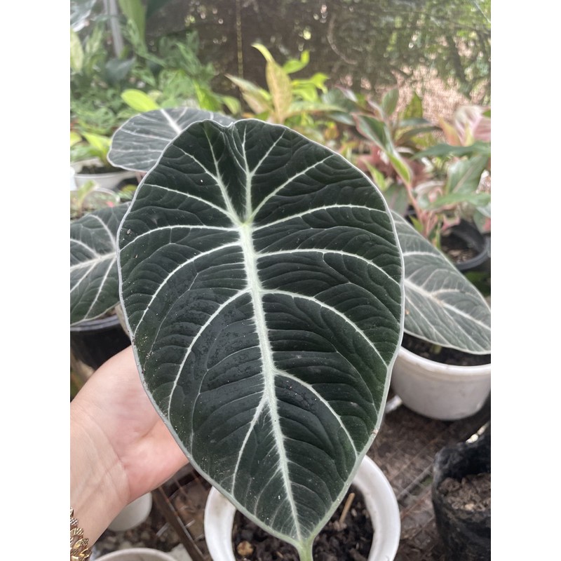 alocasia red velvet uk.babon /jumbo
