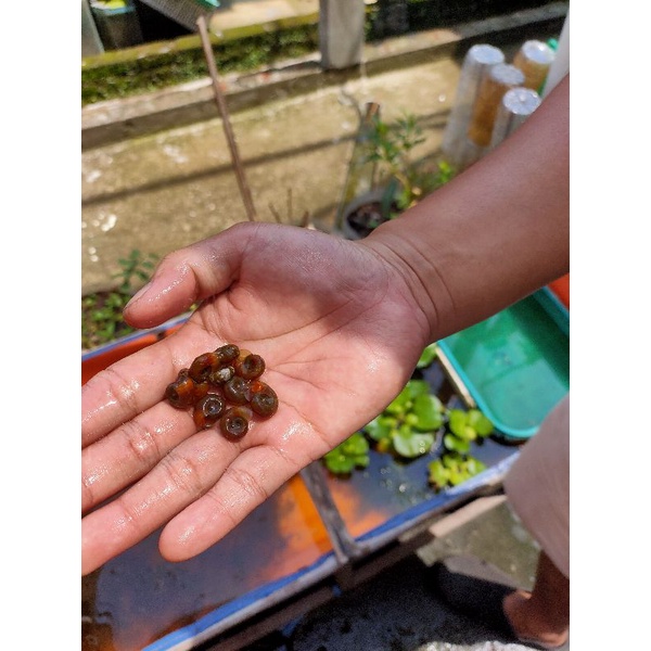 keong pembersih aquarium/keong ramshon/keong samson/keong pembersih