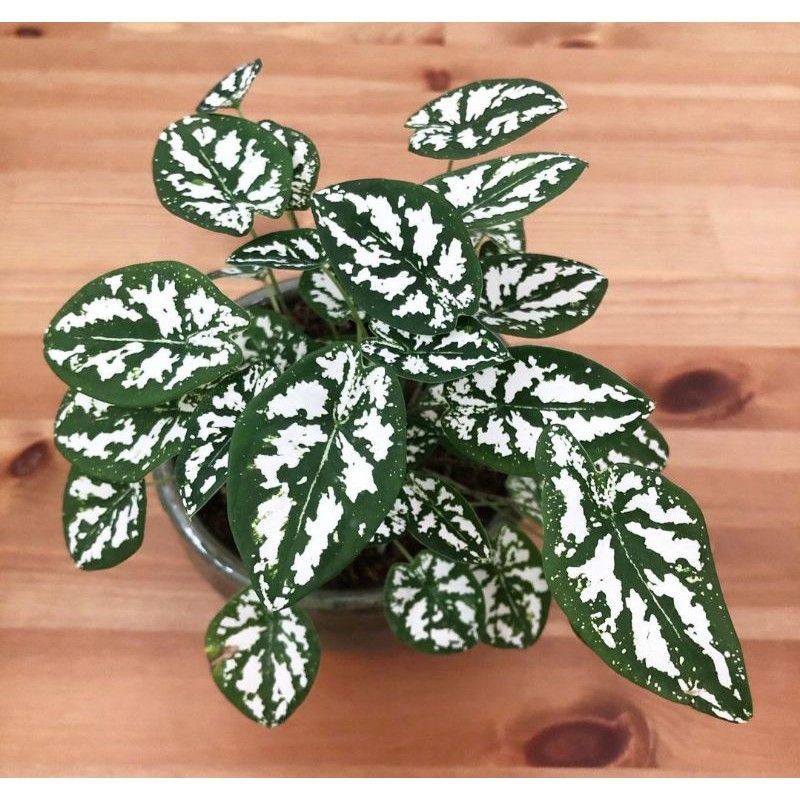 (Ready SALE) Umbi Mini Bonggol Keladi Caladium Liliput Mutiara