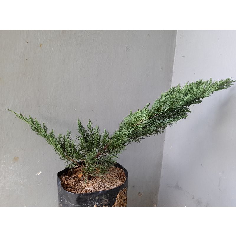 Tanaman Hias Cemara Sinensis Biru/Blue Sinensis  50cm