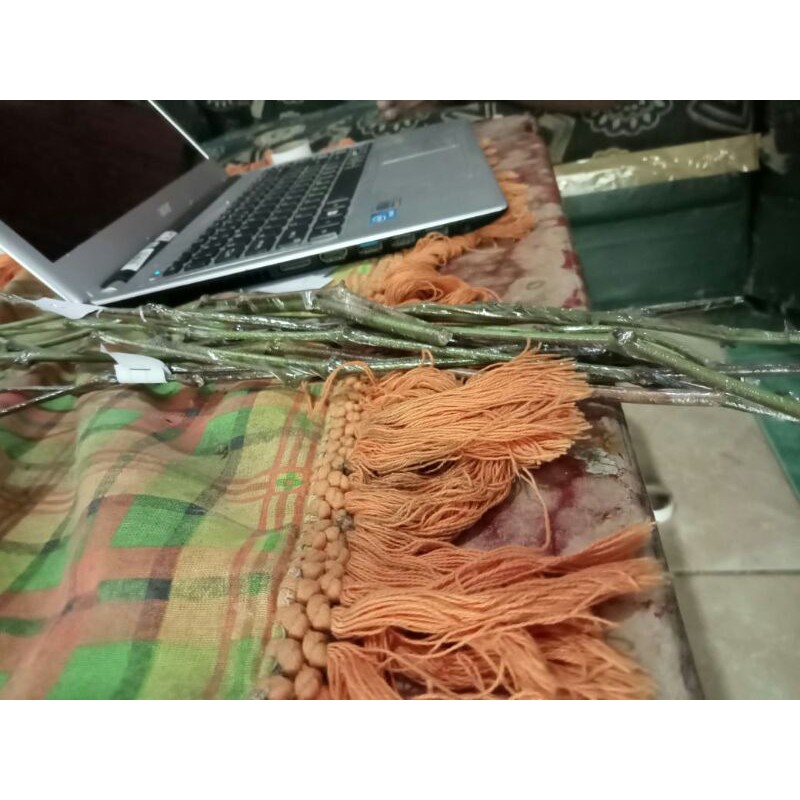 entres anggur import varian transfigurasi,ninel,dll 1paket isi 5matun