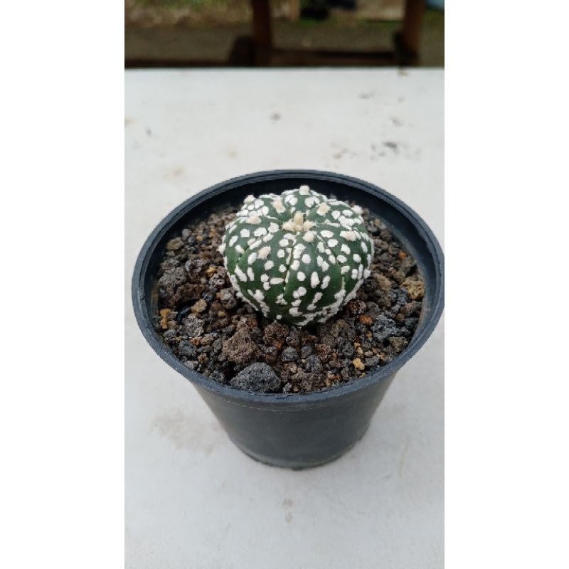 kaktus sukulen ASTROPHYTUM SUPER KABUTO