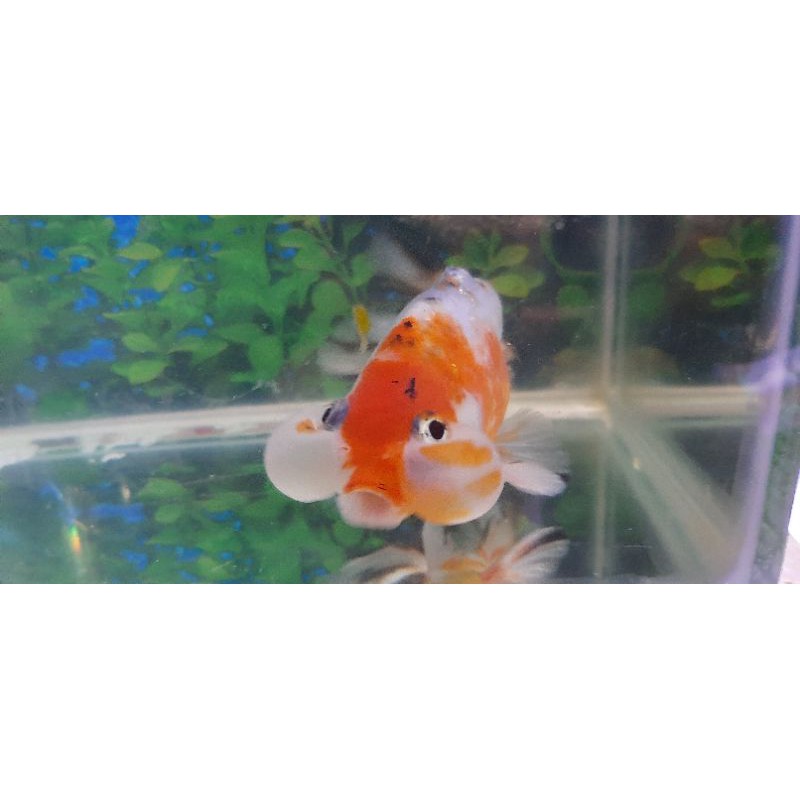 ikan koki matabalon jumbo size