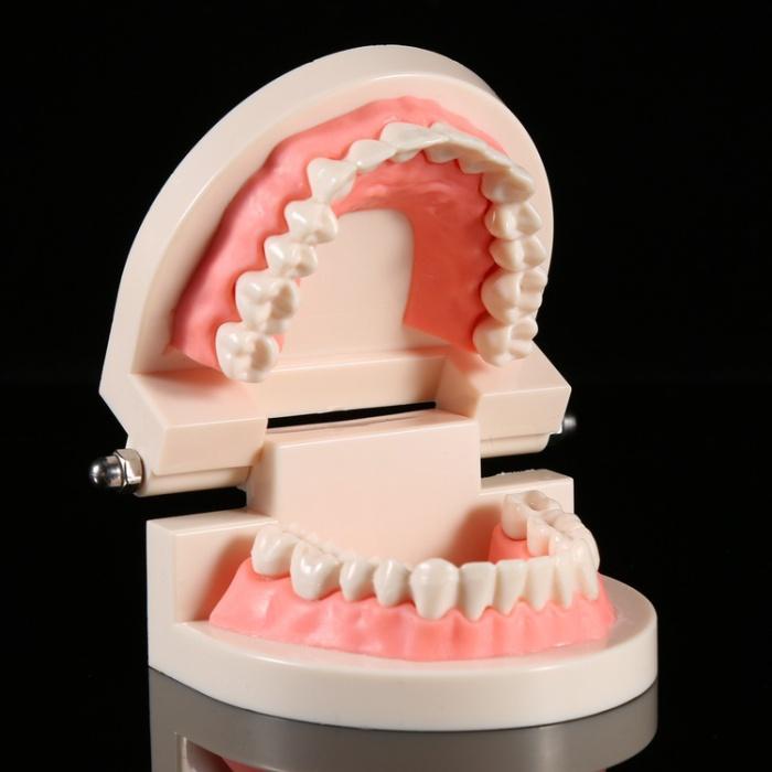 

Model gigi dewasa standar typodont demonstration teeth model study