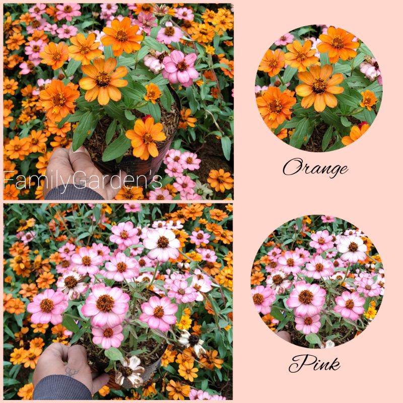 Tanaman Hias Bunga Zinnia / Bunga Kertas