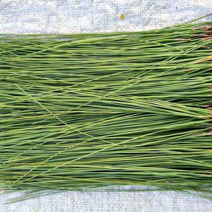 

herbal tea daun pinus/Pinus merkusi TERLARIS