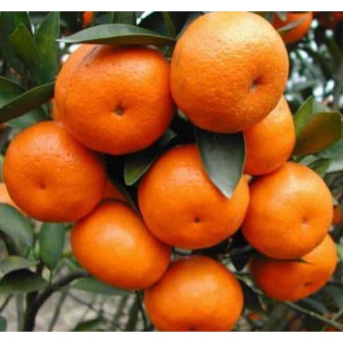 PLING DICARI BIBIT TANAMAN BUAH JERUK SANTANG MADU PROMO...