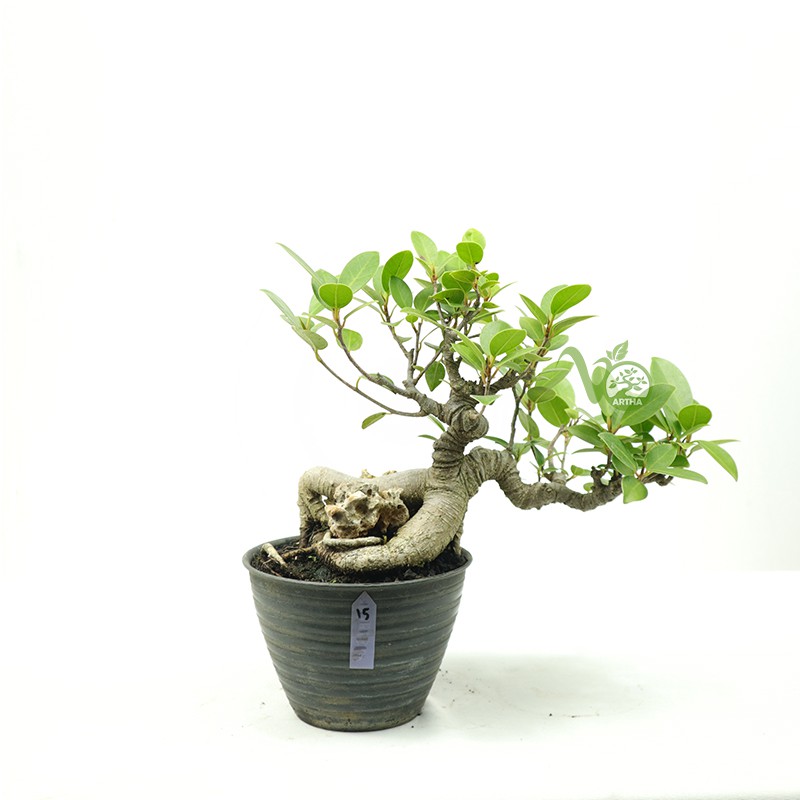 Bonsai Ficus Microcarpa - 15