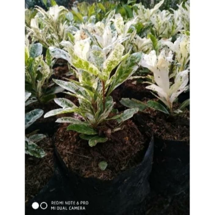 Tanaman Hias Asoka variegata MURAH