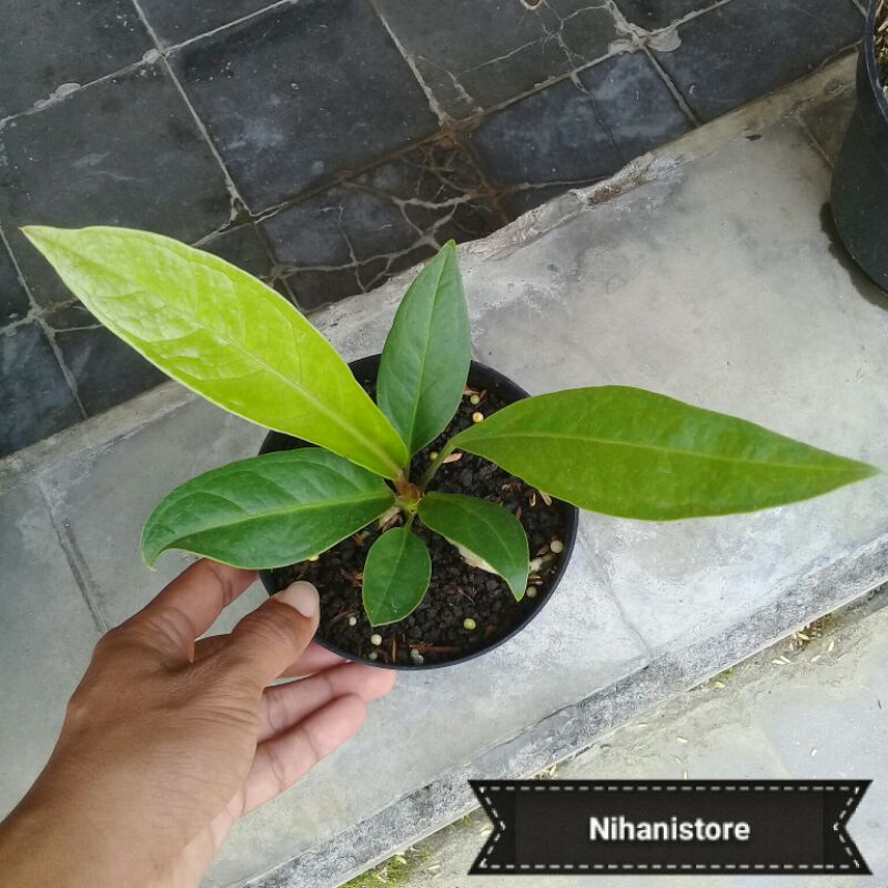 Anthurium Jemani dr biji Cobra Catalog