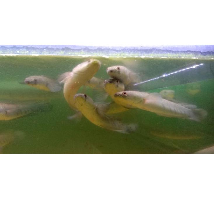 Harga Spesial.. maru yellow Sentarum size 20-22 cm bar tebal dan bercabung