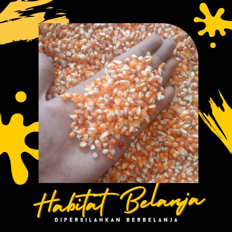 Jagung Kristal Jagung A Pakan Burung Merpati, Ayam, Deruk