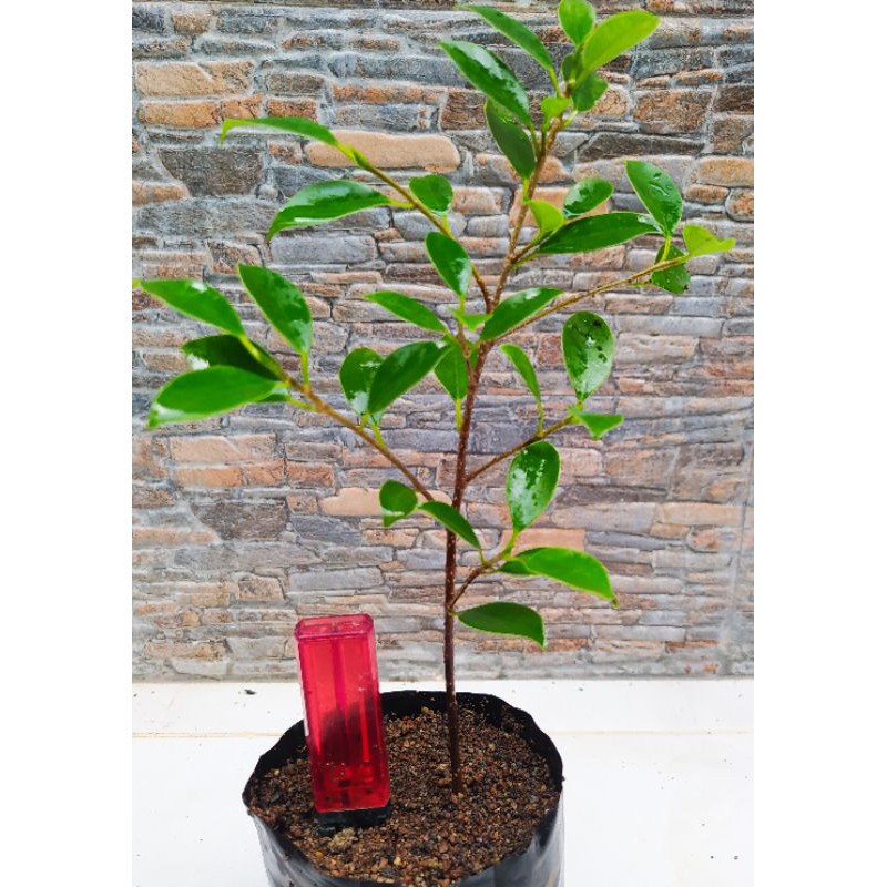 bahan bonsai ficus kimeng sudah berakar