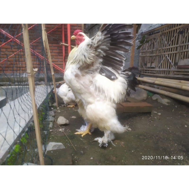 

telur ayam brahma