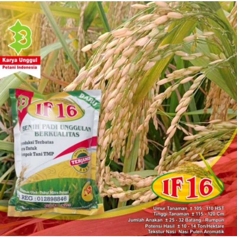 Biji Padi IF16