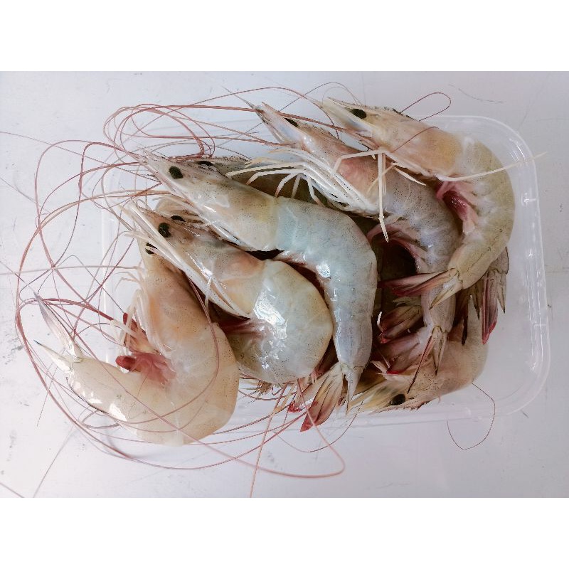 

Udang Jerbung size 20-23ekor per 500gram