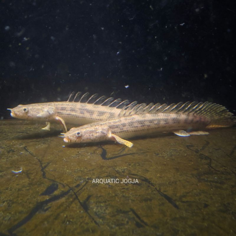 Palmas Ansorgi goodmark 15-18cm