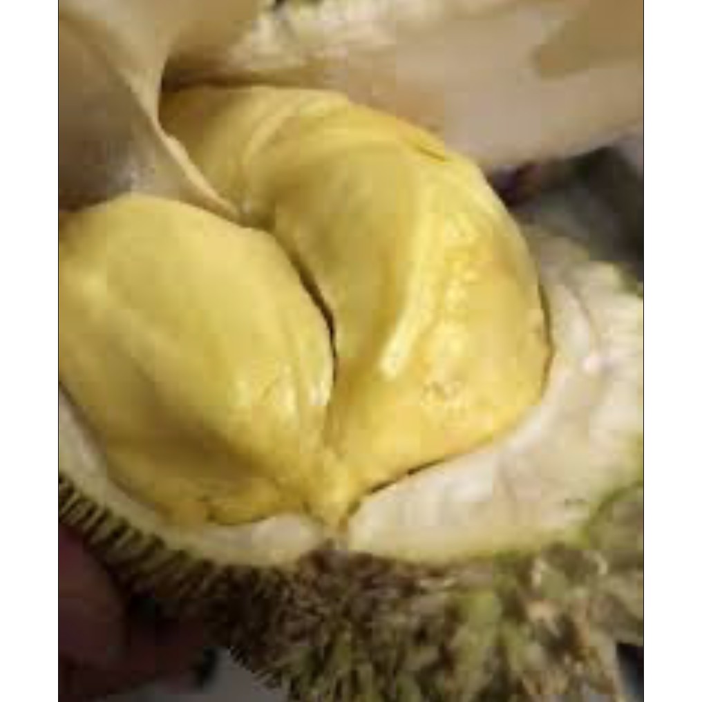 

Duren Makassar