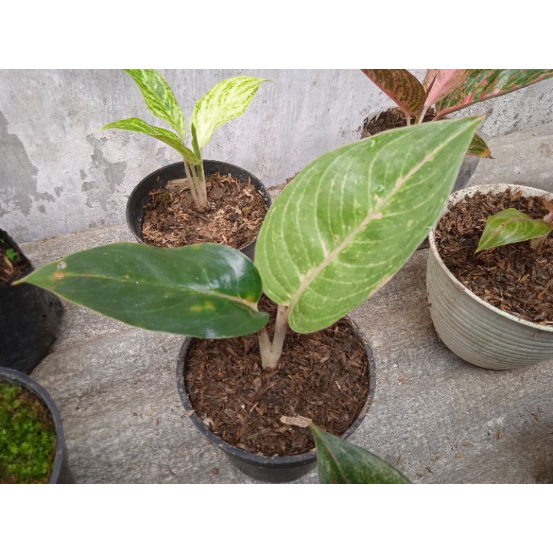 aglonema harley queen