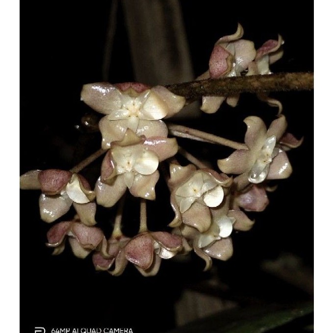 Hoya spesies Sumatra