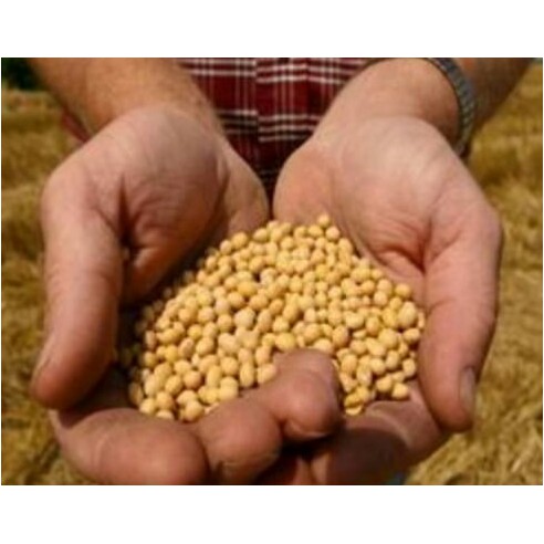 

Kacang Kedelai Putih ( @ 1 Kg )