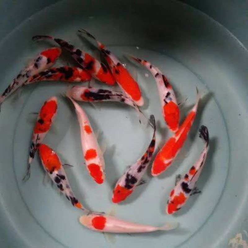 

ikan koi showa grade a paket 2 ekor ukuran 18-20cm ikan koi murah