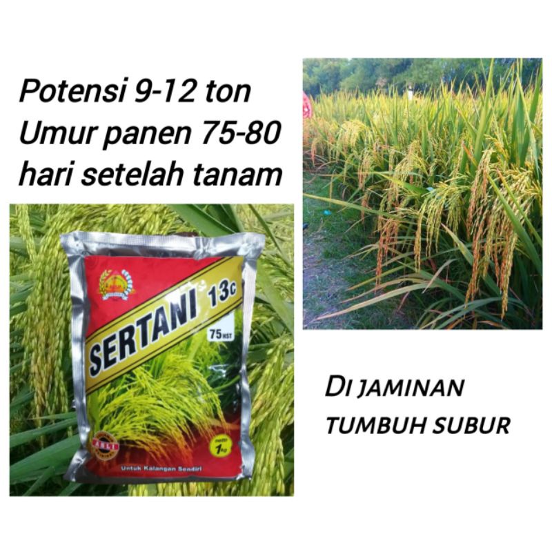 Benih Padi Sertani 13 c asli Msp 13c tercepat panen