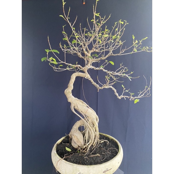 Bonsai Ficus Benjamina